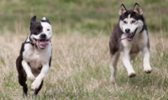 Chó lai Husky - Pitbull nhà nuôi bất ngờ