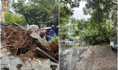 Cây xà cừ cổ thụ bất ngờ bật gốc, đổ đè bẹp 2 ô tô trên phố Trung Kính