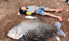 Cận cảnh con cá chép nặng khoảng 100kg, dài 1,5 mét cần đến 2 người khiêng
