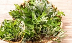 Cách chế biến rau ngải cứu giúp trị bệnh, khắc phục đau đầu, trị bệnh xương khớp