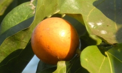 Loại quả nhìn 