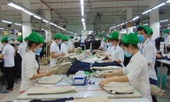 Cây đào cổ thụ 