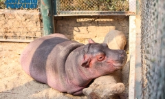 Hà mã con đầu tiên sinh tại Vườn thú Hà Nội tên gì?