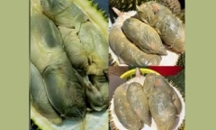 Giống sầu riêng có màu như bị mốc nhưng hương vị gây