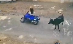 Clip: Bò điên