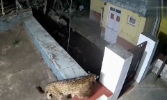 Video: Kịch tính màn chạm mặt của báo và gấu đen trong ngôi nhà hoang