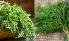 Loại rau giàu chất dinh dưỡng, điều trị các bệnh khác nhau nhưng rất ít người biết đến