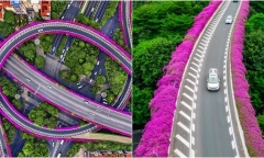 Ngắm nhìn giàn hoa giấy hồng rực nở rộ trên cầu vượt ở Quảng Châu