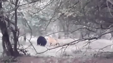 Video: Hổ dữ bị gấu đuổi đánh tơi tả 