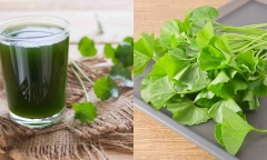Những người không nên uống nước rau má kẻo mang bệnh vào người