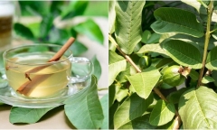 Trà lá ổi cực tốt cho sức khỏe nhưng những người sau không nên uống
