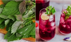 Những người không nên uống nước lá tía tô kẻo mang bệnh vào người