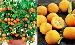 Lợi ích bất ngờ của loại quả chưng ngày tết đối với sức khỏe mà không phải ai cũng biết