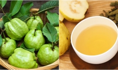 Những người không nên uống trà lá ổi kẻo mang bệnh vào người