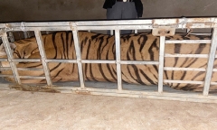 Bắt giữ 2 đối tượng vận chuyển cá thể hổ nặng hơn 230kg
