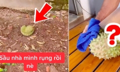 Cô gái trồng cây sầu riêng 5 năm mới ra quả, khui trái đầu đã ngỡ ngàng khi nhìn thấy phần ruột bên trong
