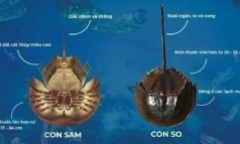 Ăn nhầm con giống con sam biển, người đàn ông ở TP.HCM suýt mất mạng