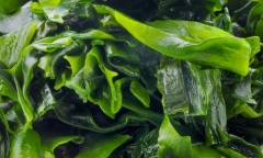 Loại lá có mùi tanh nhưng là
