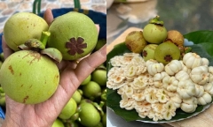 Măng cụt xanh giá nửa triệu đồng/kg gây “sốt” trên chợ mạng
