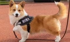 Cư dân mạng “phát sốt” trước cảnh khuyển Corgi đầu tiên tại Trung Quốc