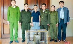 Tin tức thời sự 24h: Người dân ở Hà Tĩnh giao nộp con vật quý, đuôi giống lợn 
