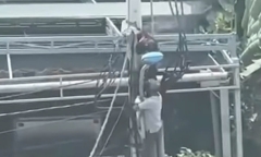 Clip: Khoảnh khắc người đàn ông bị điện giật, mắc kẹt trên cột điện khi kéo cáp viễn thông