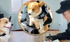 Ngủ gật khi làm nhiệm vụ, cảnh khuyển Corgi nổi tiếng Trung Quốc mất thưởng Tết