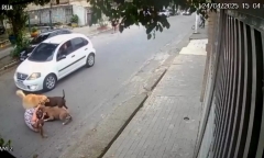 Clip: Mẹ bầu 7 tháng tay không giao chiến với Pitbull dữ tợn, giải cứu thú cưng