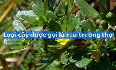 Thứ cây dại ở Việt Nam được thế giới gọi là
