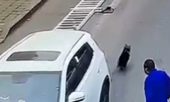 Clip: Chú chó ôm vô lăng lái ô tô sau khi chủ rời xe mà không tắt máy