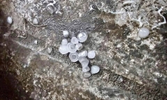 Clip: Trước khi bão số 3 Wipha đổ bộ, Quảng Ninh hứng mưa đá, gió giật mạnh