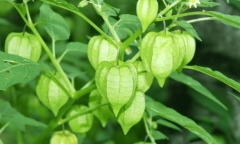 Loại rau “trường thọ” mọc đầy ở Việt Nam, nhiều người không biết lại nhổ bỏ