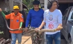 Clip: Cận cảnh trăn