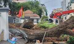 Sở GD&ĐT TP.HCM chỉ đạo quan trọng liên quan đến hệ thống cây xanh trường học