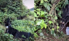 Phát hiện thi thể nữ diễn viên trẻ trên núi sau buổi livestream gây chấn động Hàn Quốc