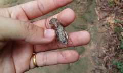 Sáu người ở Thanh Hóa bị ngộ độc nghi do ăn bọ xít 