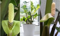 Làm thế nào để cây kim tiền ra hoa?