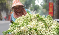 Loại hoa xuất hiện nhiều ở những xe hàng rong được ví là 