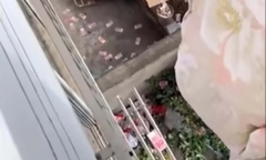 Vợ chỉ đi phơi chăn bông mà bất ngờ phát hiện bí mật chồng che giấu bấy lâu