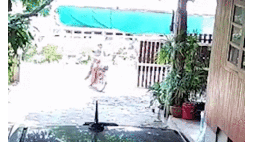 Video: Bị rắn hổ mang rượt đuổi, người đàn ông hoảng sợ phóng xe máy bỏ chạy