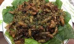 Người phụ nữ nhập viện cấp cứu  sau ăn ve sầu xào lá chanh