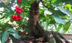 Tết Ất Mùi 2015: Những chậu cây cảnh 