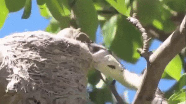 Chứng kiến chim non bị rắn độc ăn thịt, chim mẹ lập tức tung đòn hiểm trả thù