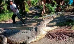 Người đàn ông tóm gọn cá sấu dài hơn 4m chỉ với một sợi dây thừng