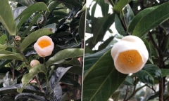 Sau lan đột biến, bạch hải đường bỗng được rao giá tiền tỷ bất thường