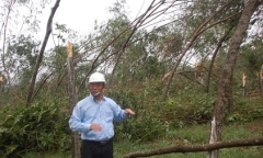 Hàng trăm héc ta “vàng trắng” ở Nam Đông bị mất trắng sau bão