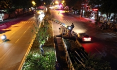 Hà Nội đánh chuyển hơn 200 cây phong lá đỏ do không hợp khí hậu