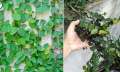 Có nên trồng cây thằn lằn trong nhà không?