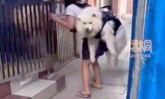 Chó cưng gặp khó khi leo cầu thang, cô gái có hành động gây xúc động mạnh