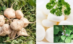  Loại rau này chỉ mùa đông mới có, giúp bổ gan lại ngủ ngon nhưng người có dấu hiệu này không nên ăn